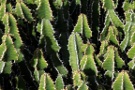 Cactus, Jardín De Cactus, Guatiza